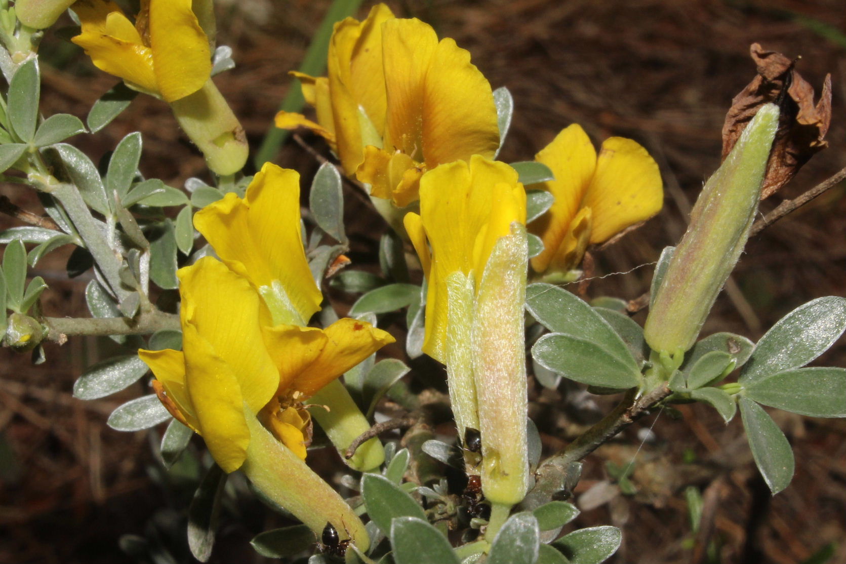 Cytisus spinescens / Citiso spinoso